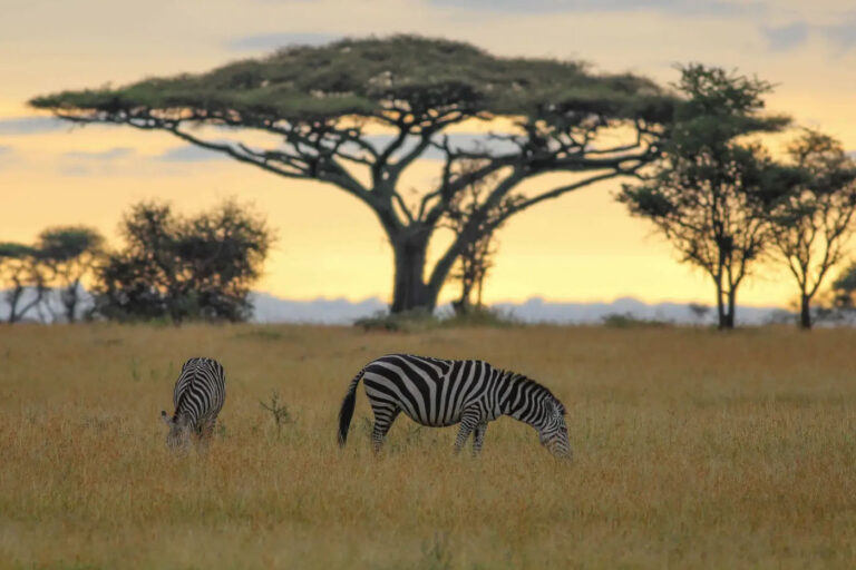 deep in serengeti